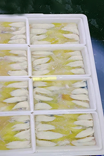 鱿鱼籽（阿尤）