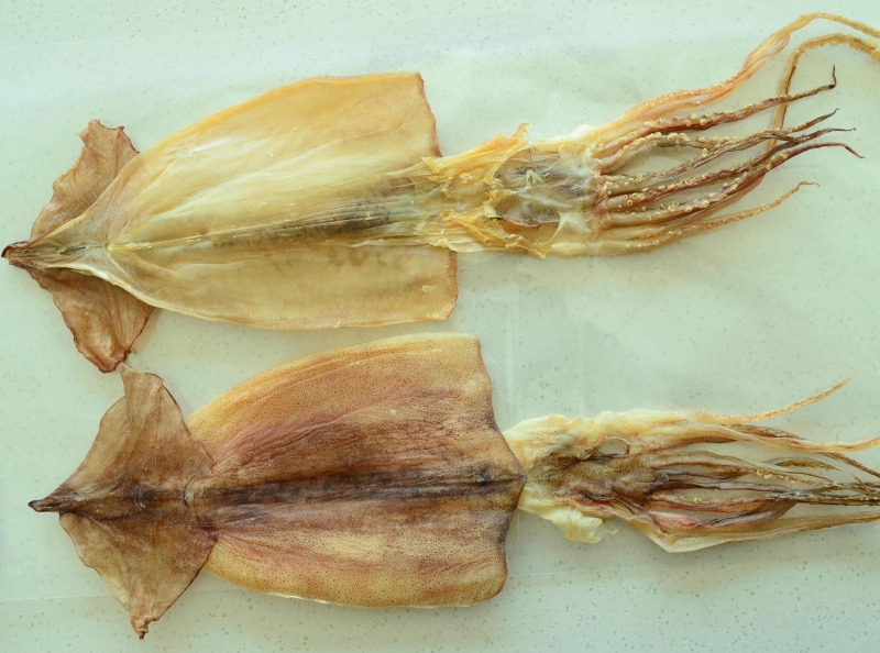 DRIED SQUID (TODARODES)