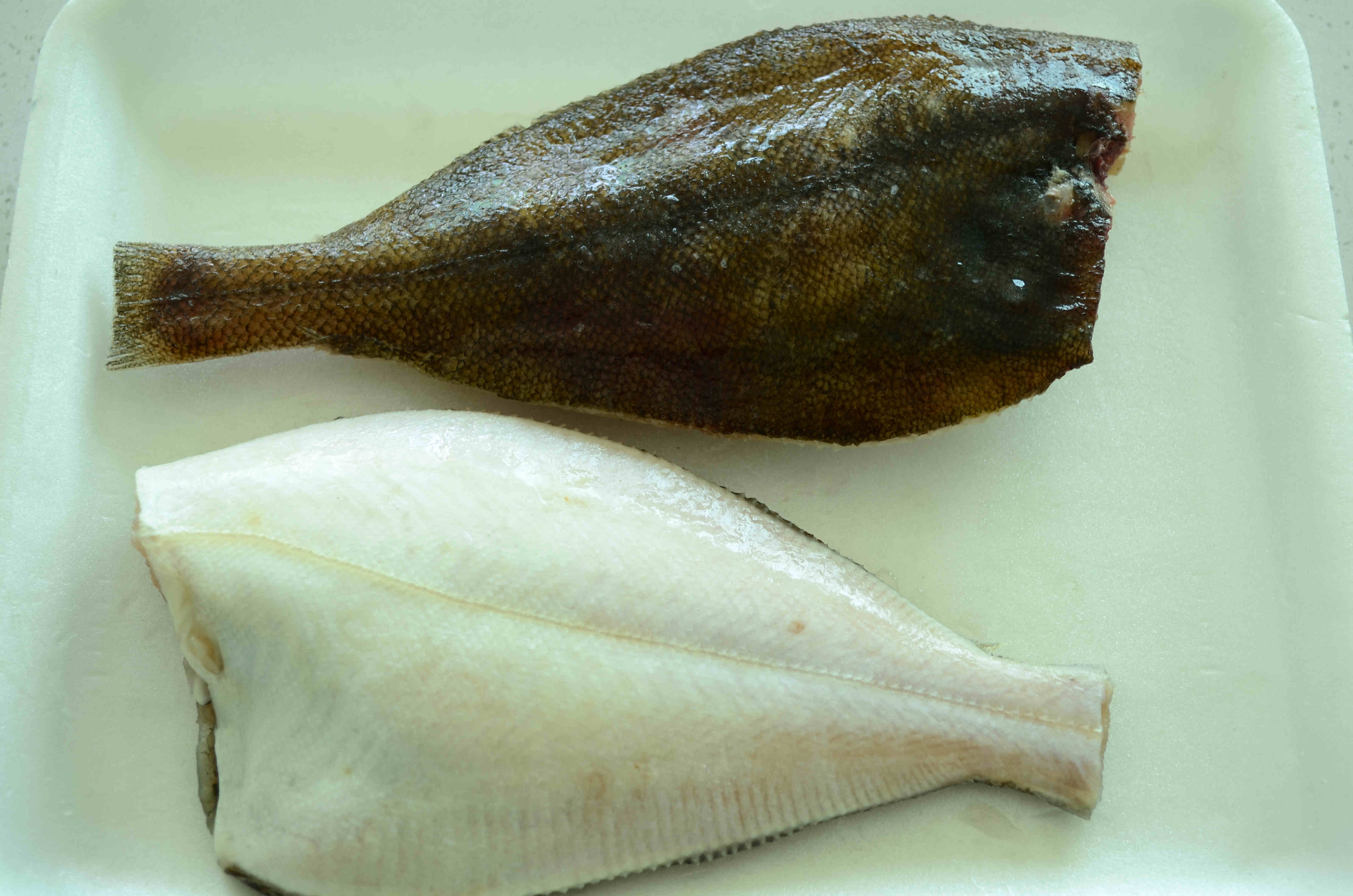 FROZEN POINTHEAD FLOUNDER